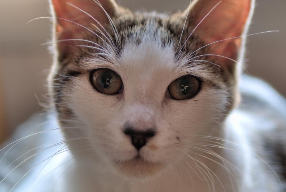 Vermisstmeldung Katze rassenmischung  Weiblich , 1 jahre Rennes Frankreich