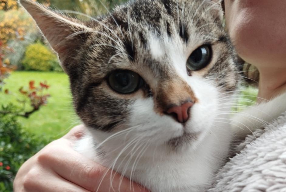 Fundmeldung Katze Weiblich Cesson-Sévigné Frankreich