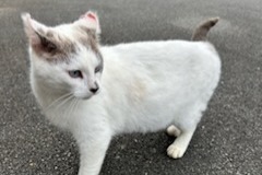 Fundmeldung Katze Weiblich Pont-Péan Frankreich