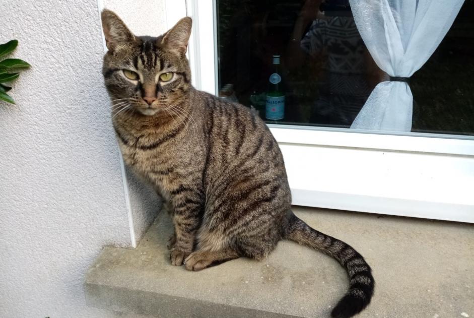 Vermisstmeldung Katze Weiblich , 9 jahre Acigné Frankreich