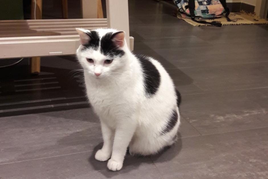 Disappearance alert Cat  Male , 9 years Saint-Aubin-du-Cormier France