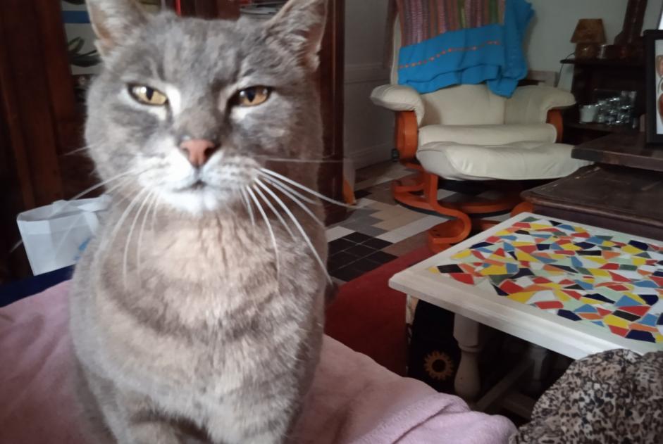 Disappearance alert Cat  Male , 11 years Trévérien France