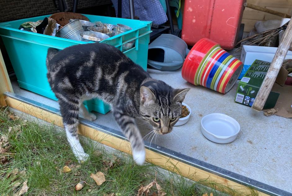 Discovery alert Cat Male Rennes France
