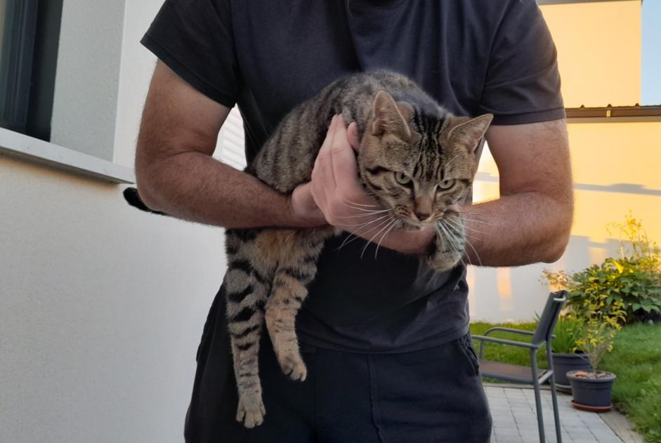 Discovery alert Cat Male Acigné France