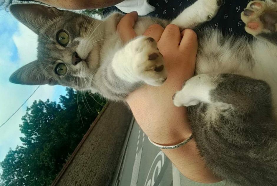Discovery alert Cat Male , Between 4 and 6 months Rennes France