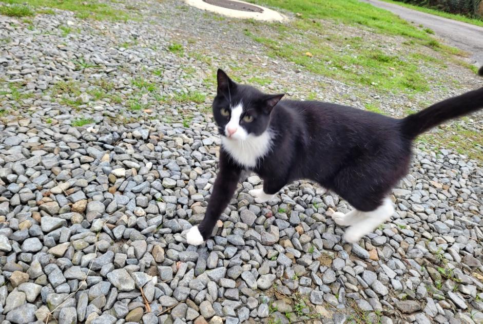 Discovery alert Cat Male , 3 years Mézières-sur-Couesnon France