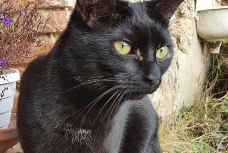 Disappearance alert Cat Male , 2 years Guignen France