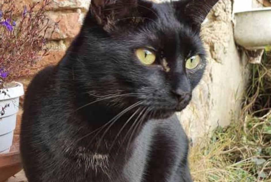 Disappearance alert Cat Male , 6 years Guignen France