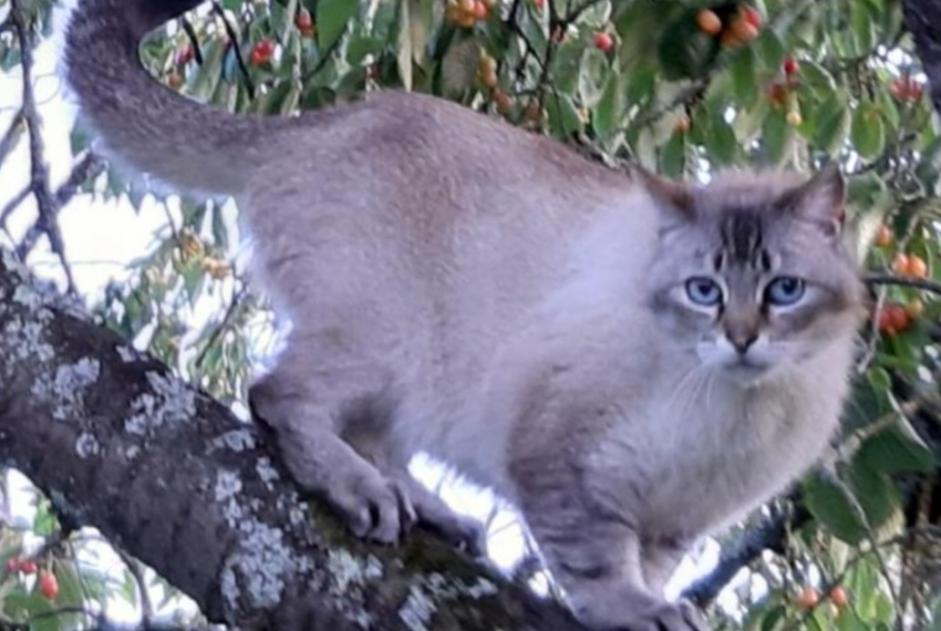 Disappearance alert Cat miscegenation  Male , 13 years La Bouëxière France
