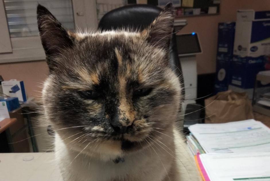 Disappearance alert Cat  Female , 12 years Louvigné-du-Désert France
