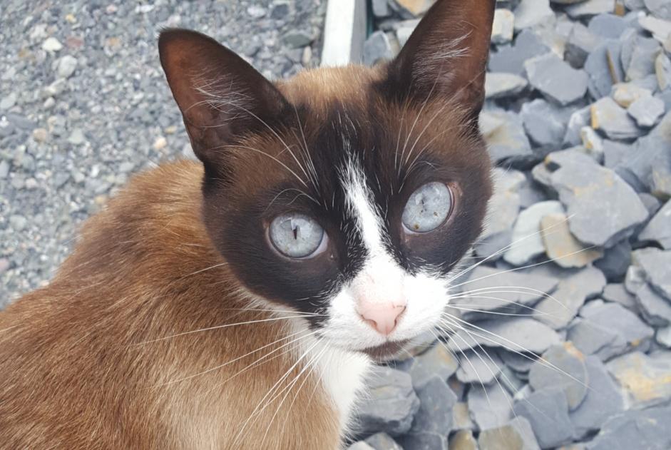 Disappearance alert Cat  Female , 10 years Vitré France