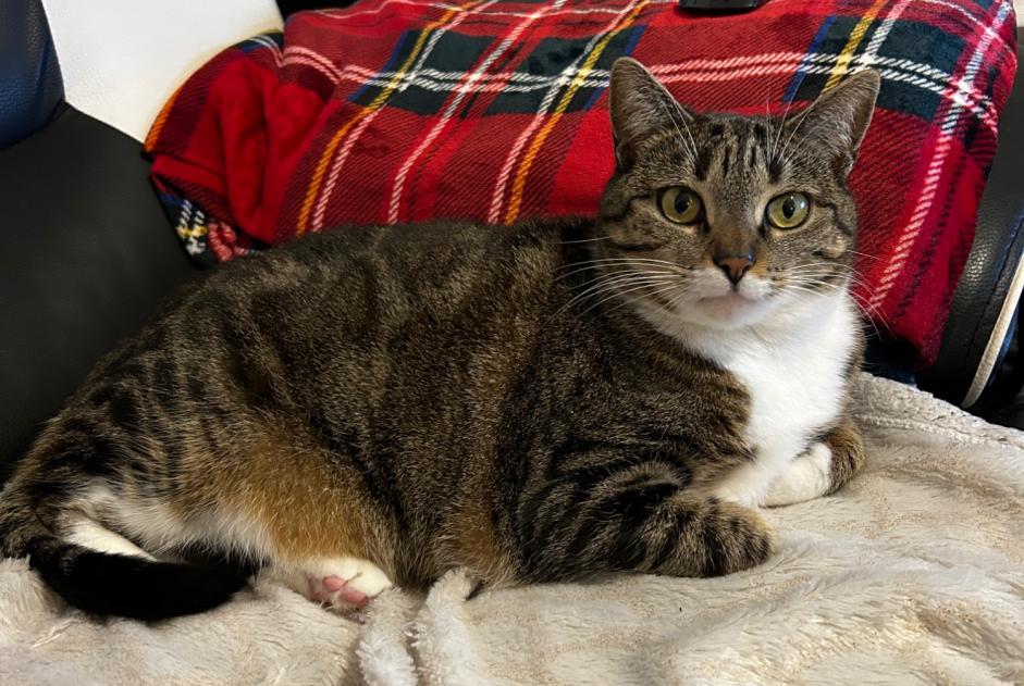 Disappearance alert Cat Female , 6 years Saint-Jacques-de-la-Lande France