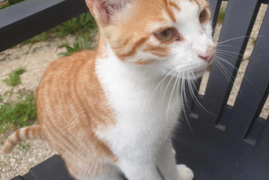 Discovery alert Cat Male , 1 year Villamée France