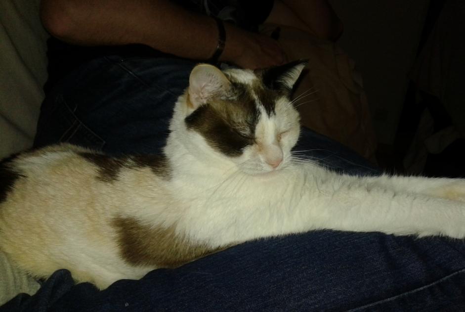 Disappearance alert Cat Female , 10 years Montgermont France