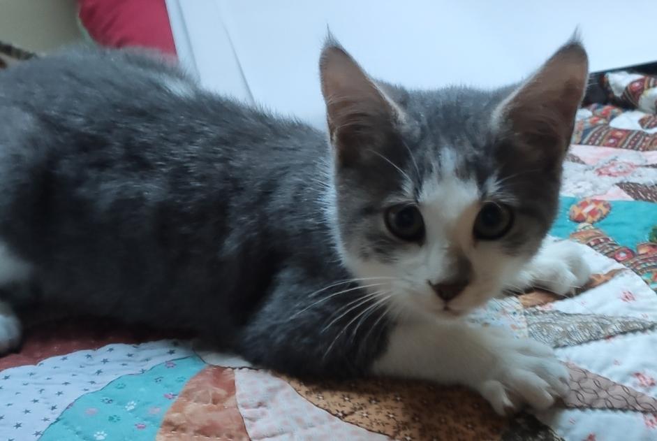 Discovery alert Cat Male , Between 1 and 3 months Saint-Méen-le-Grand France