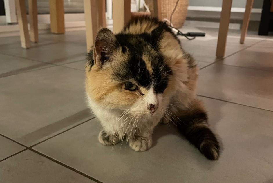 Discovery alert Cat Female Saint-Didier France