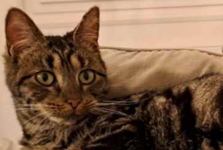 Disappearance alert Cat Female , 1 years Saint-Malo France