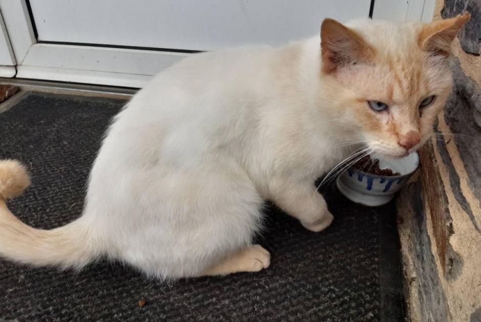 Discovery alert Cat miscegenation  Male , 3 years Saint-Just France