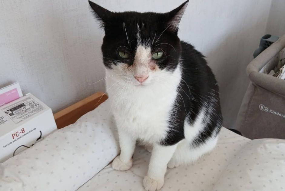 Alerta de Desaparición Gato Macho , 6 años Fougères Francia Alerta de Desaparición Gato Macho , 6 años Fougères Francia