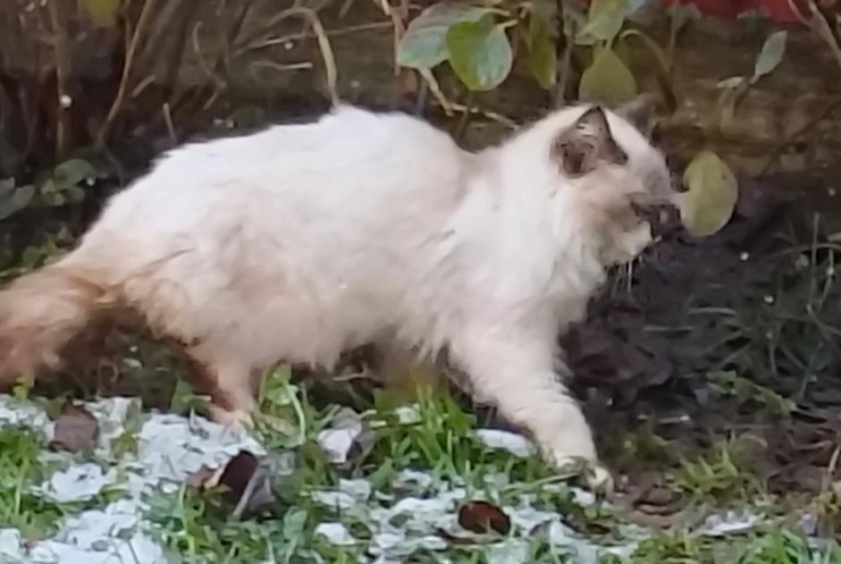 Alerte Découverte Chat Inconnu Orgères France