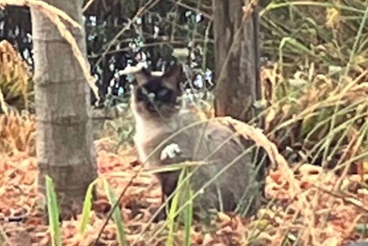 Alerte Découverte Chat  Inconnu Cesson-Sévigné France